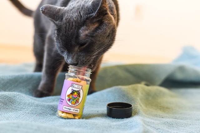 CBD for Pets