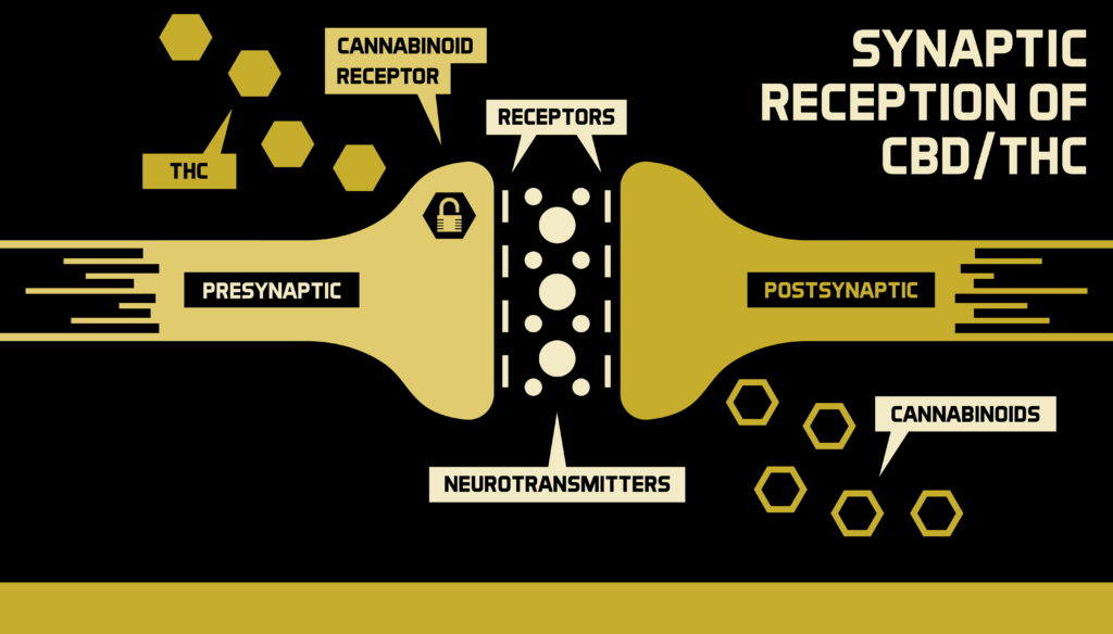 CBD vs. THC