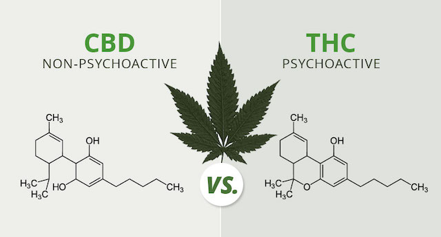 CBD vs THC