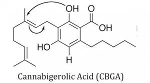 Cannabigerol Acid 